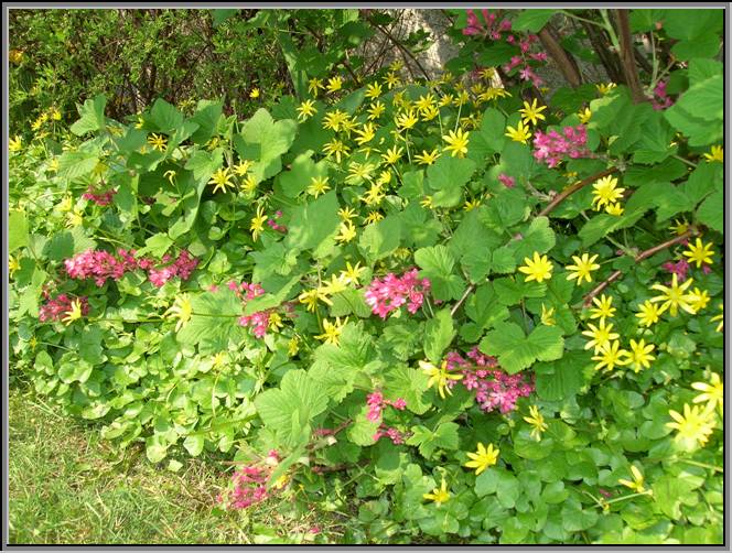 Frühjahr im Garten